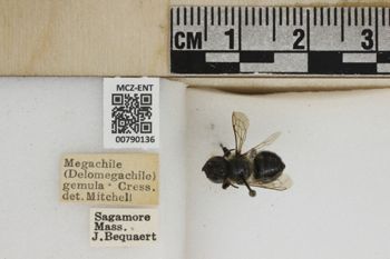 Media type: image;   Entomology 790136 Aspect: Labels